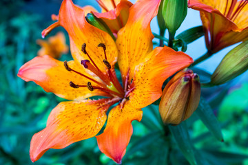  Lilies in the play of light © Gerhard