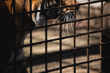 Tiger in cage who loses freedom and can't move anywhere.