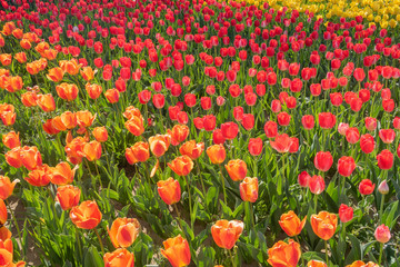チューリップ畑