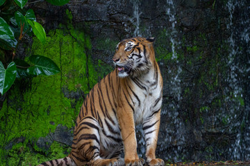 Fototapeta na wymiar tiger sit down in front of waterfall