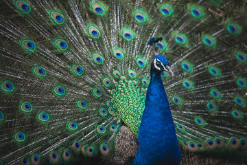 Fototapeta na wymiar peacock opening wings