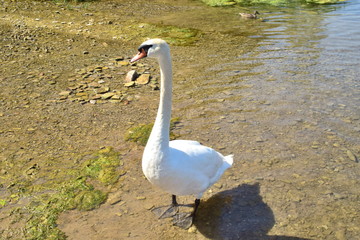 white swan standing