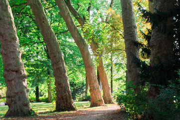 four trees in a row and hiking path in park in Dubbeldam, Dordrecht, The Netherlands