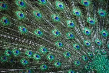 Obraz premium peacock beautiful feathers