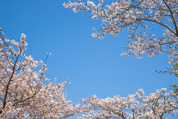 桜　サクラ