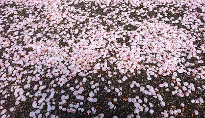 花筵
