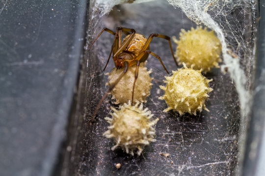 Close up brown widow spider (Latrodectus geometricus) and nest in nature