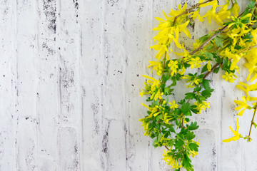 Fototapeta premium Blossoming branches.
