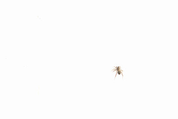 Little black spider on snow in early spring