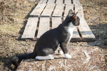 Young black and white cat walks on the street in early spring outside the city