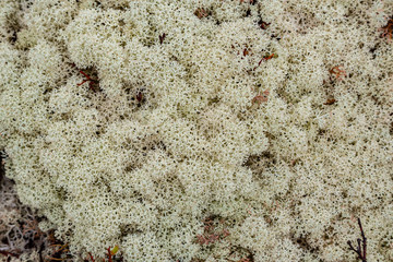 Carpet moss white, natural background