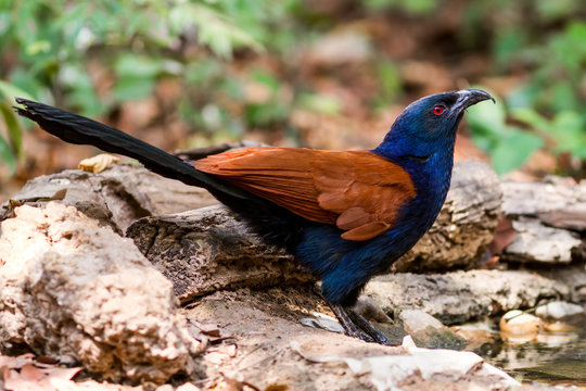 Beautiful bird greater coucal or crow pheasant (Centropus sinensis) drink water on branch in DoiInthanon Natural Park, Chiangmai ,Thailand