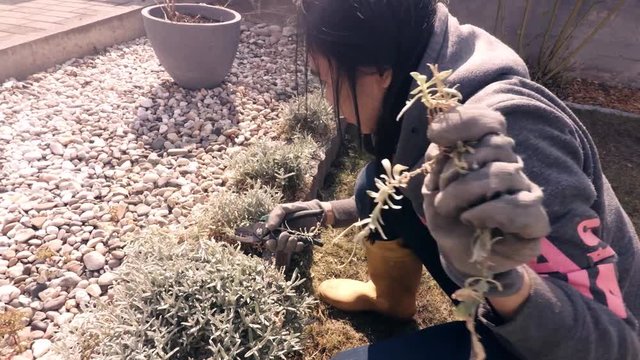 Asian woman engaging in gardening work