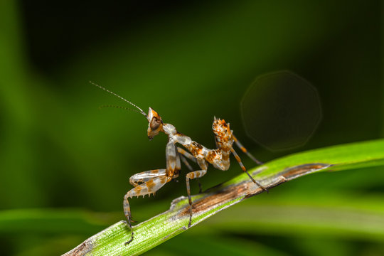 Praying Mantis Insect Flower in the garden white bokeh.