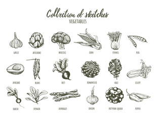 Collection of sketches of vegetables.