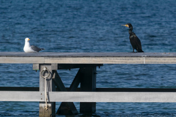 seagull and cormorant on the bridge