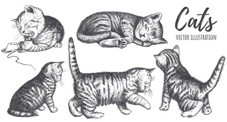 Collection of cats hand drawing. 