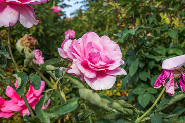Close Up Beautiful Pink flower in green field