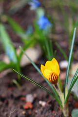 yellow crocus in the garden