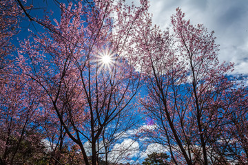 Obraz na płótnie Canvas Beautiful pink cherry blossoms tree (Wild himalayan cherry) with light rays