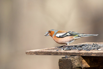 Chaffinch on a branch