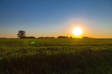 Sunset in the countryside. The end of a sunny day of spring in the Argentine pampa. Green field of...