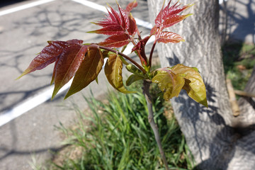 repoussse de l arbre