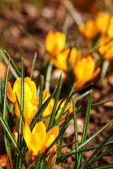 yellow crocus in the garden