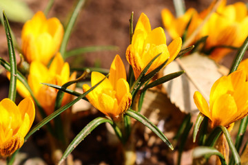 yellow crocus in the garden