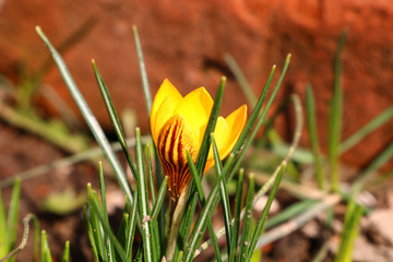 yellow crocus in the garden