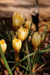 yellow crocus in the garden