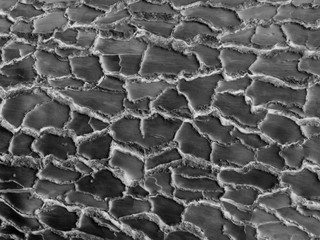 Rustic dark aged silver grey worn wood grain black and white background abstract paint texture surface of old weathered wood , old gray wood backgrounds Monochrome natural pattern