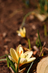 yellow crocus in the garden