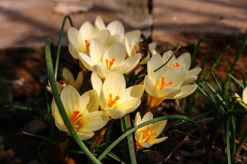 yellow crocus in the garden