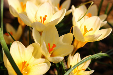 yellow crocus in the garden