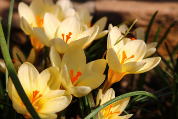 yellow crocus in the garden