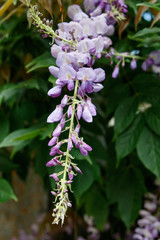 Campanillas violetas