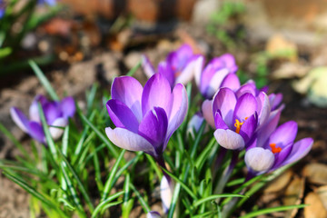 purple crocus in spring