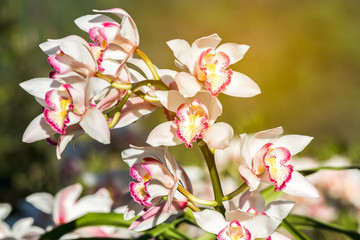 Close up beautiful white orchid flower on natural light with light rays