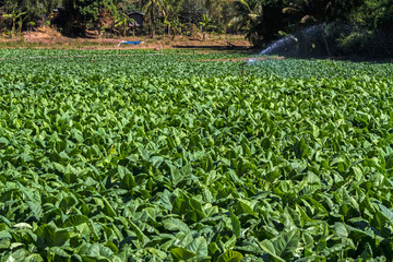 Tobacco farm with  water springer in Thailand