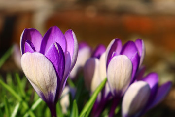 purple crocus in spring