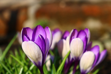 purple crocus in spring