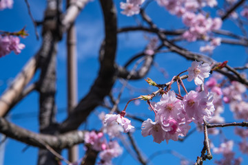 庭の枝垂れ桜は見頃になりました
