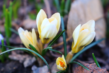 crocus in spring