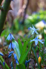 spring blue flowers