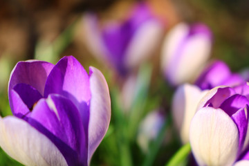purple crocus