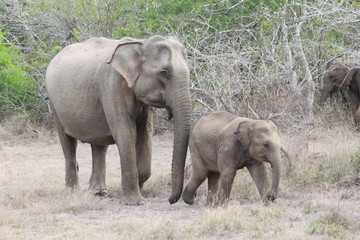 mother and baby elephant