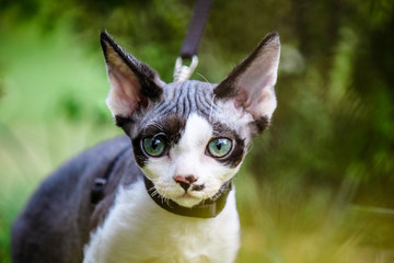 Devon Rex © goldwhisper