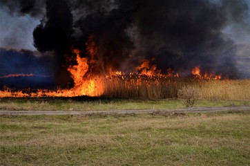 Fire reeds on the lake
