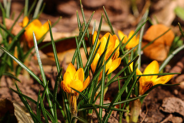 yellow crocus in the grass